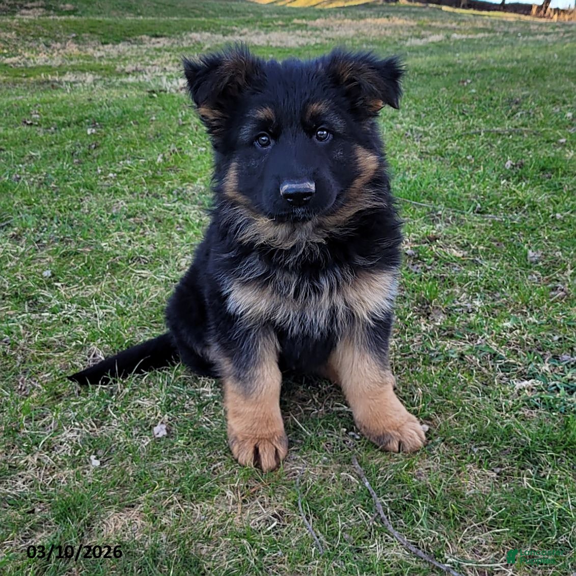 German Shepherd dogs King - Ad 2