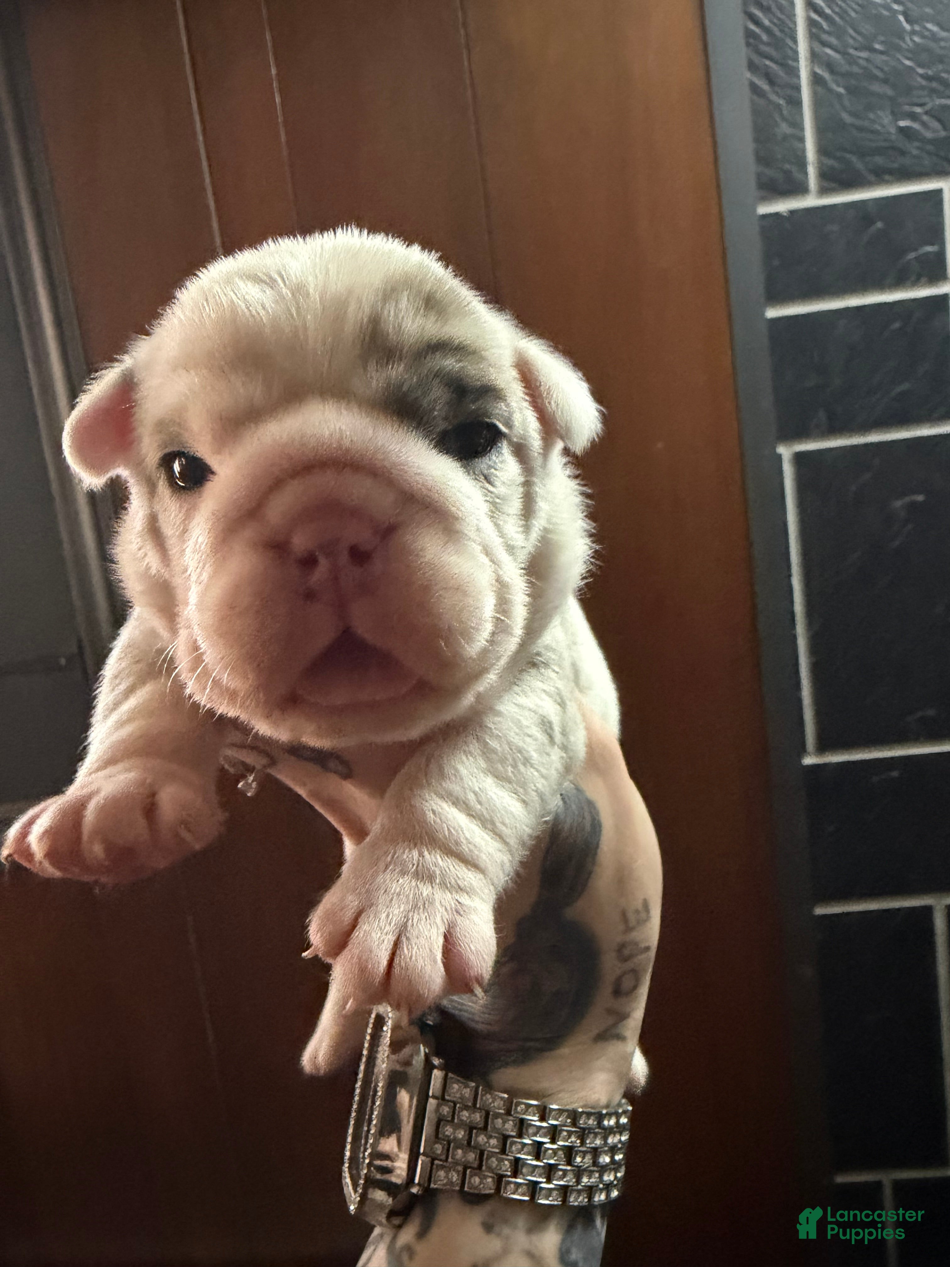 English Bulldog dogs Blue Merle male  - Ad 18