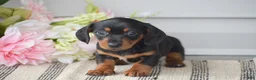 Miniature Dachshund dogs for sale: Nicole - Ad 4