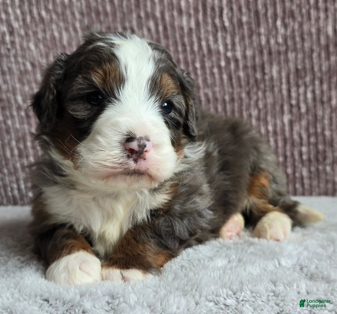 Mini Bernedoodle dogs for sale: Mini Ollie - Ad 6