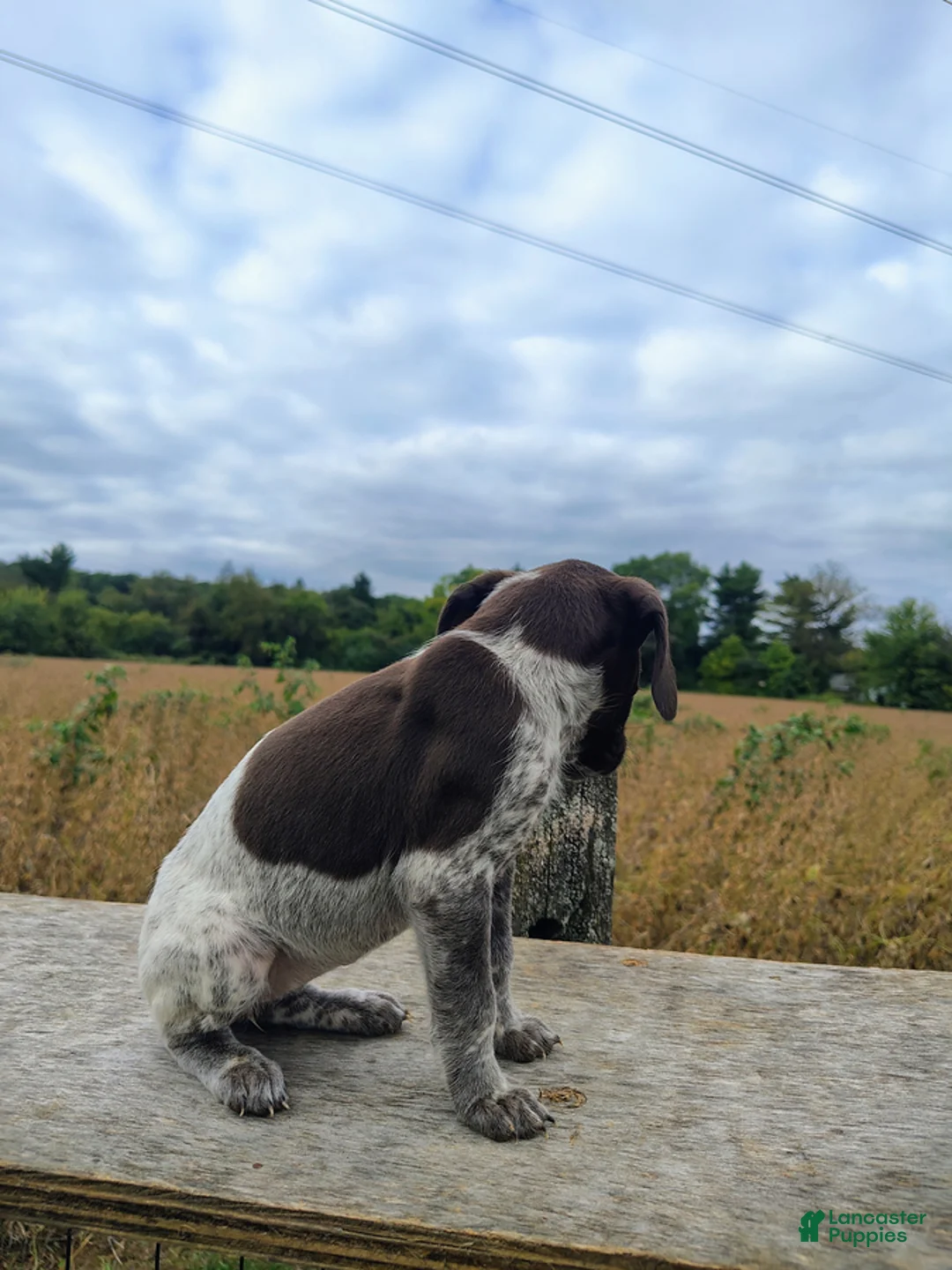 German Shorthaired Pointer dogs for sale: Remi - Ad 3