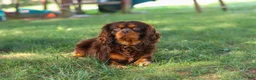 Cavalier King Charles Spaniel dogs for sale: Chloe - Ad 11