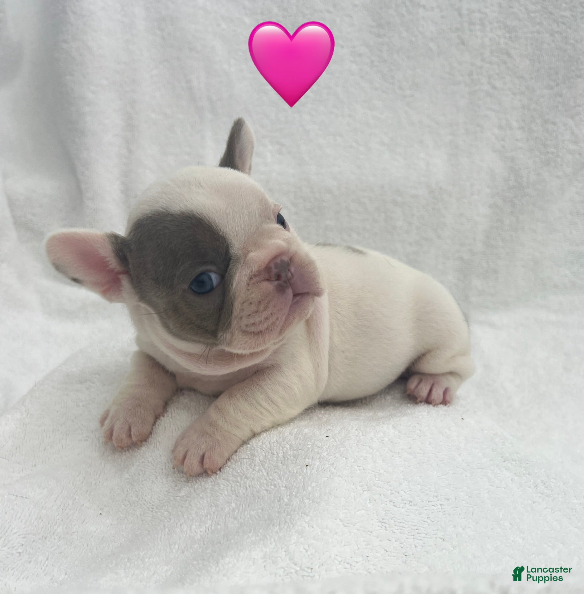 French Bulldog dogs for sale: French Bulldog - Brown/White Pied - Ad 5