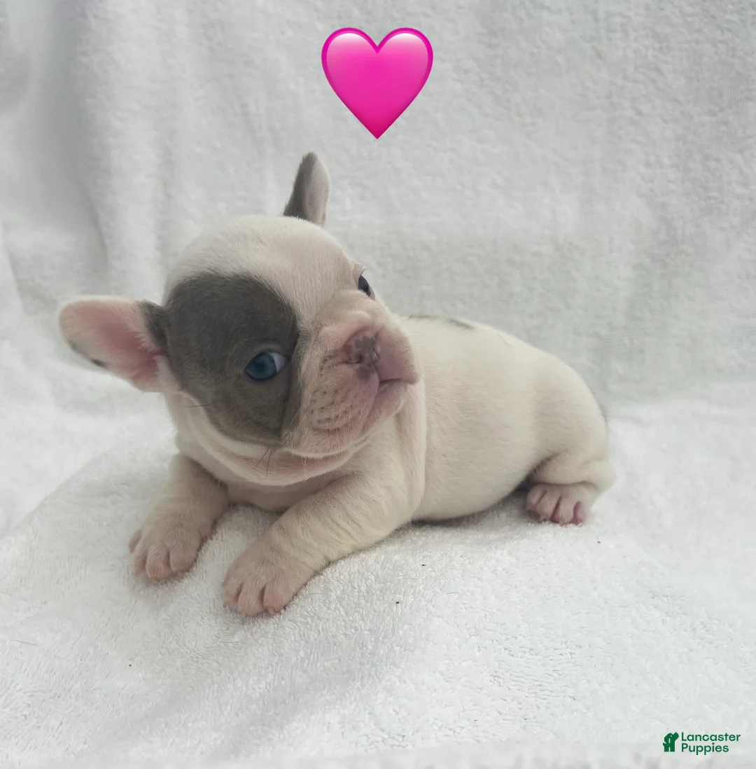 French Bulldog dogs for sale: French Bulldog - Brown/White Pied - Ad 1
