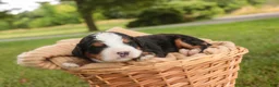 Mini Bernedoodle dogs for sale: Mooney Mini Bernedoodle  - Ad 3