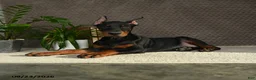 Doberman Pinscher dogs for sale: Domanic - Ad 4