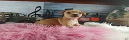 Chihuahua dogs for sale: Autumns fawn girl. Hand Delivery  - Ad 5