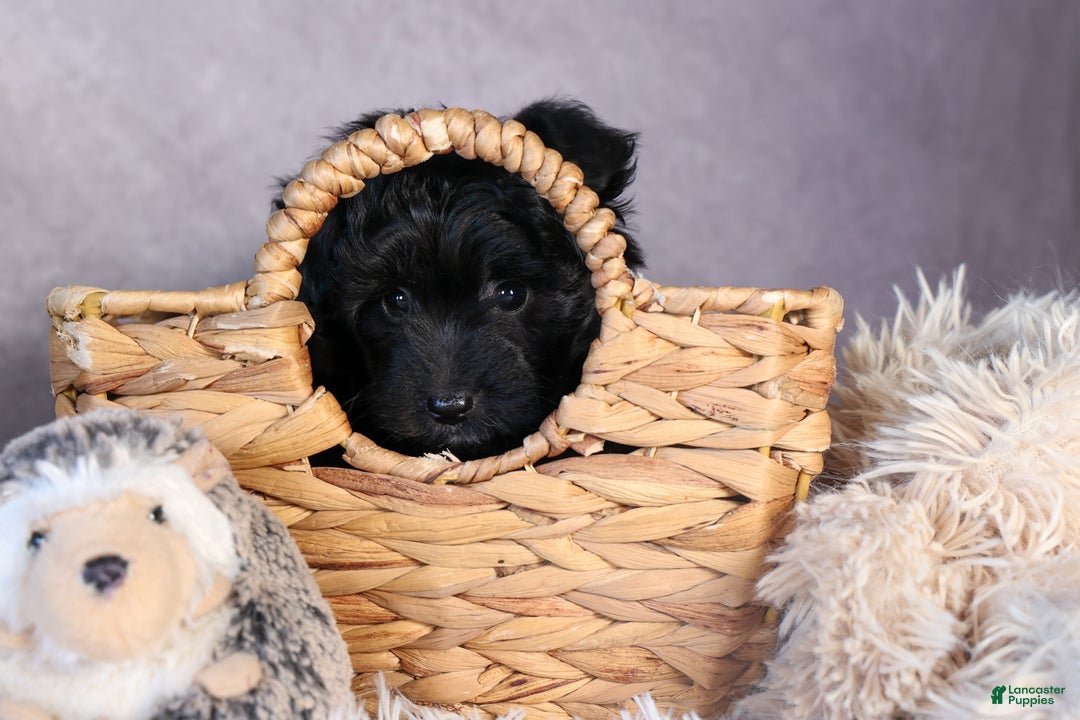 Mini Aussiedoodle dogs for sale: Kit Kat - Ad 7