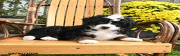 Mini Bernedoodle dogs for sale: Benji - Ad 4