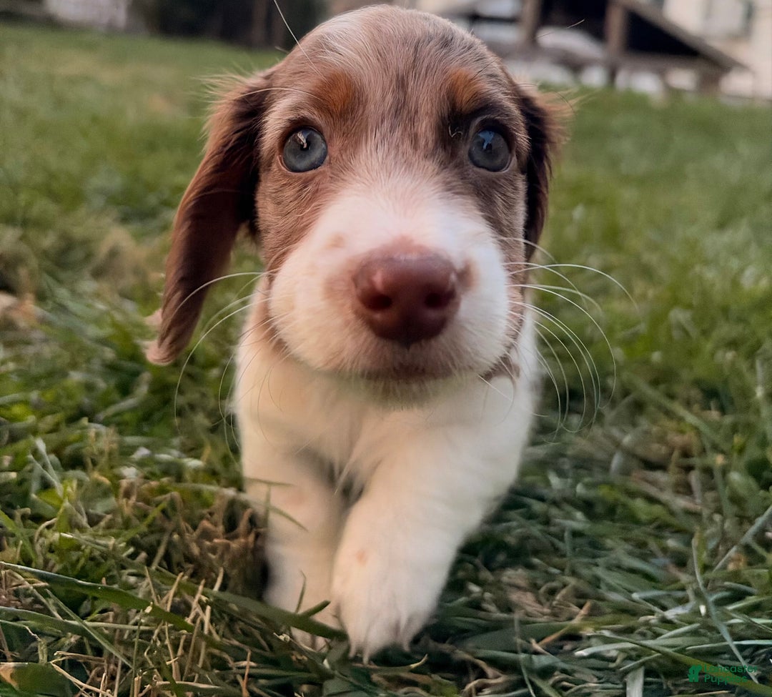 Miniature Dachshund dogs for sale: Jingles - Ad 2