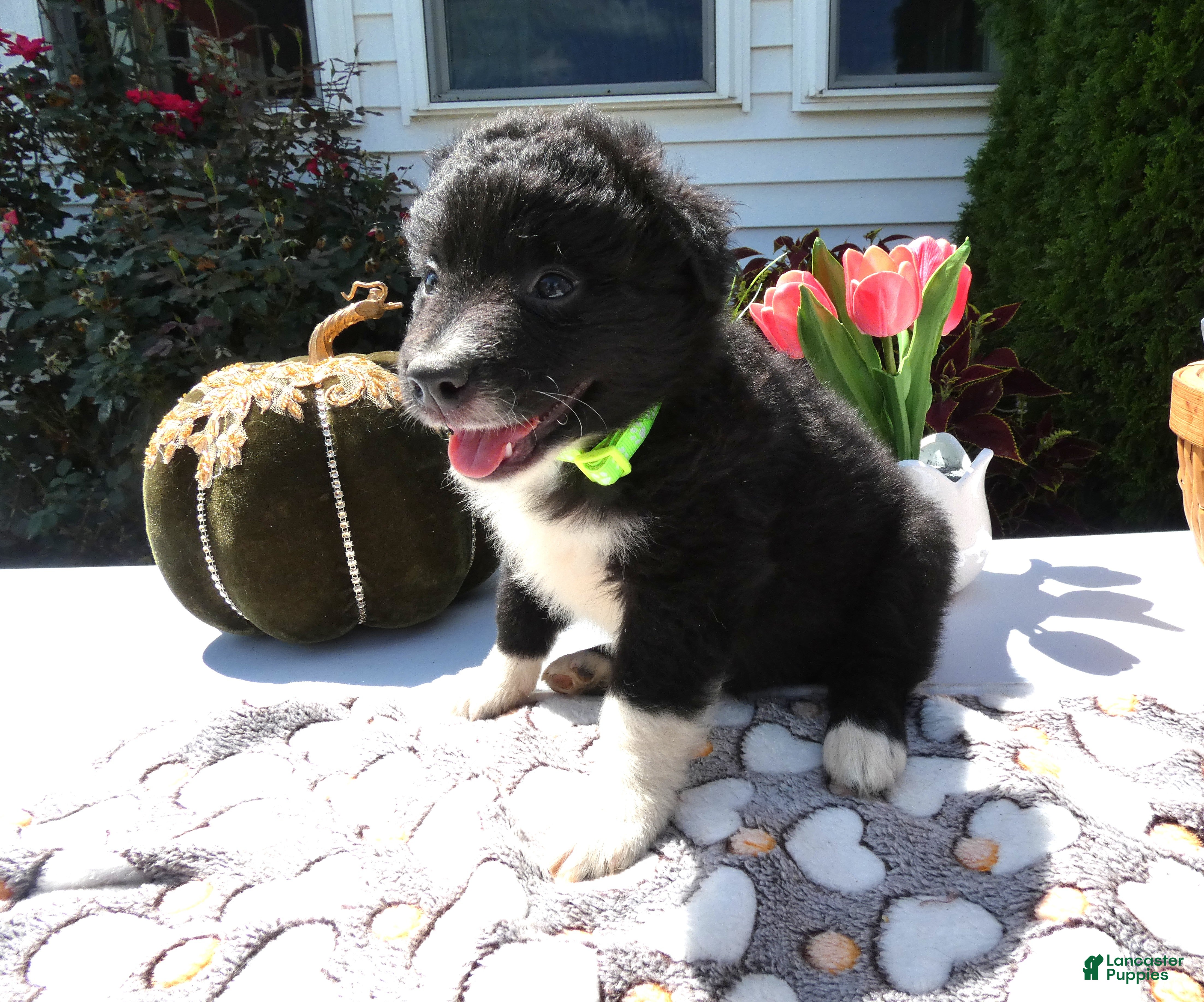 Mixed Breed dogs Mixed Breed 2 Roger - Ad 17