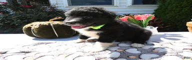 Mixed Breed 2 Roger