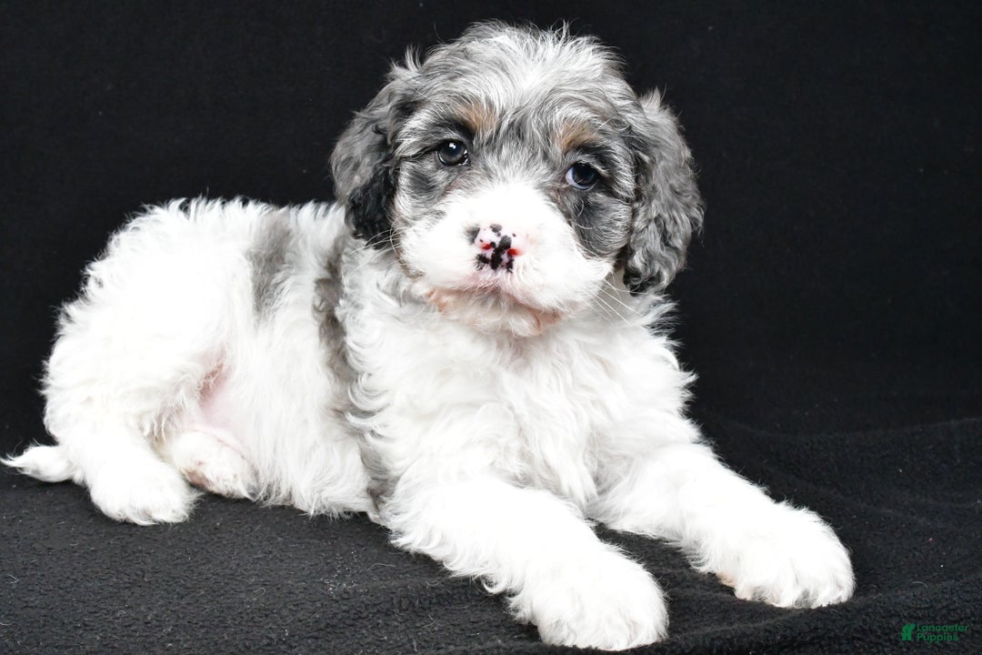 Cockapoo dogs for sale: Thompson - Ad 7