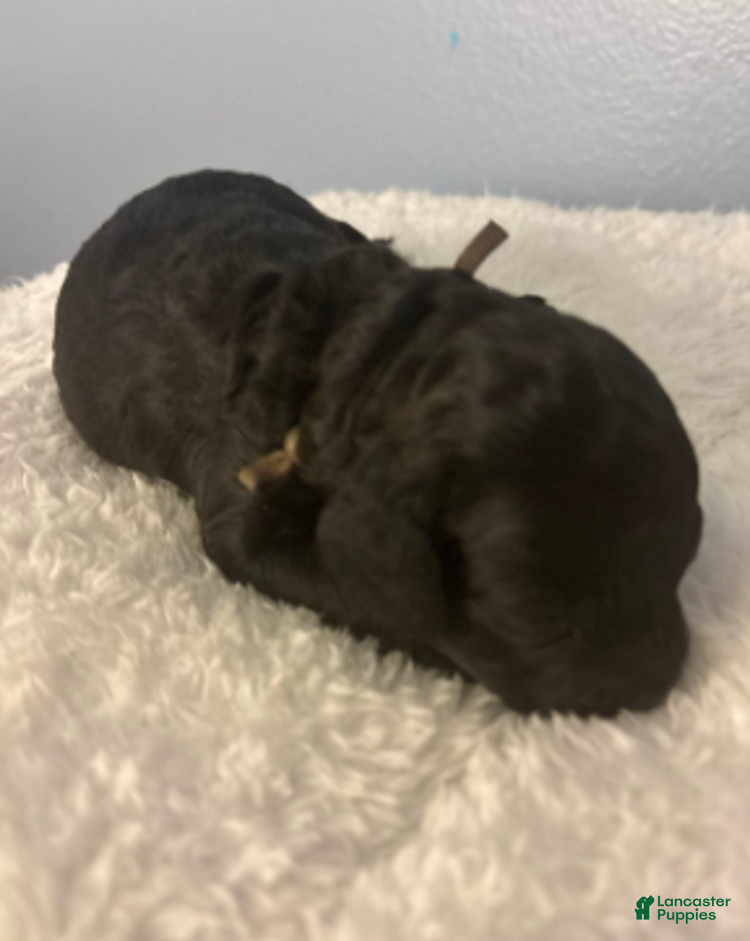 Cavapoo dogs for sale: Noelle - Ad 2