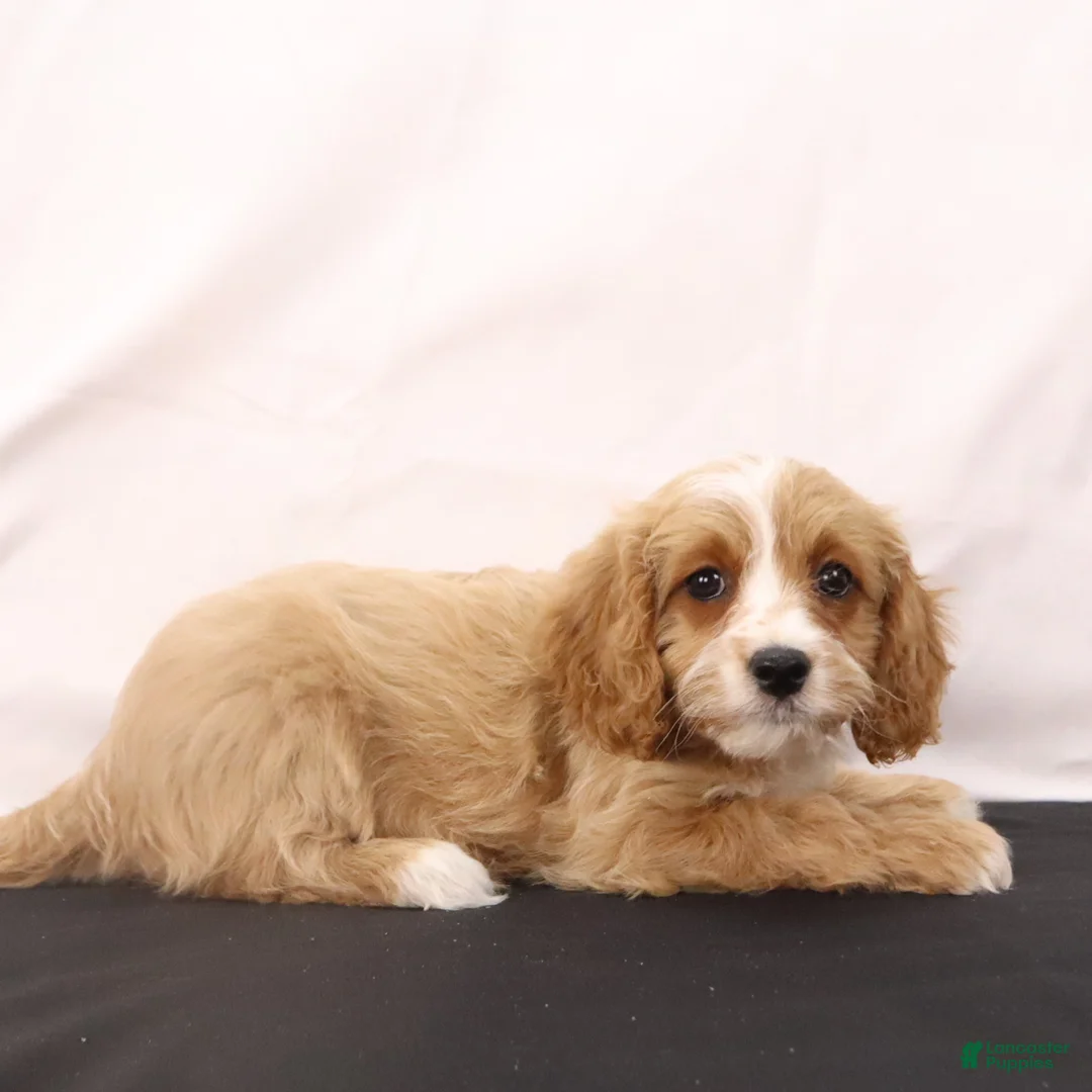 Cavapoo dogs for sale: Lilly - Ad 8