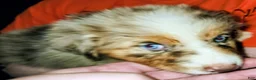 Australian Shepherd dogs for sale: Cher - Ad 6