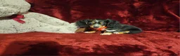 Miniature Dachshund dogs for sale: *RIO* - Ad 6