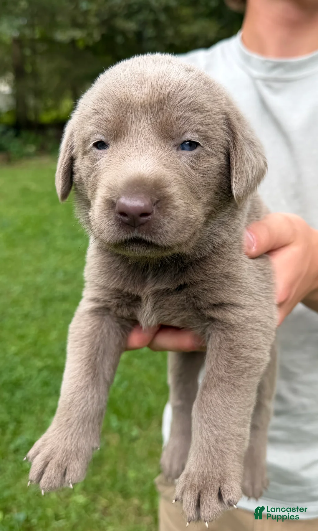 Labrador Retriever dogs for sale: Beatrice - Ad 1