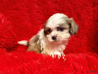 Malshi dogs Vivvy - Ad 11