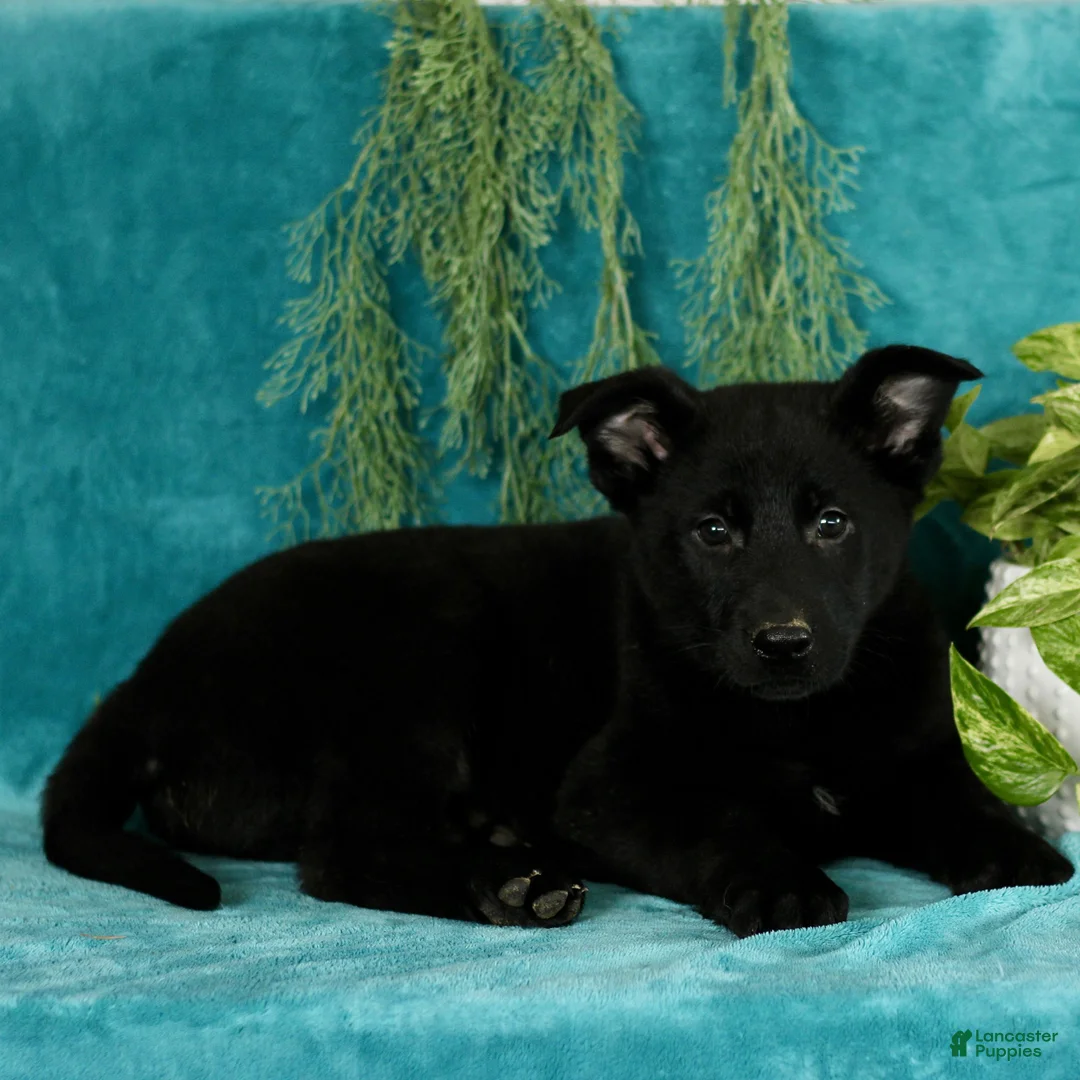 German Shepherd dogs for sale: Tucker  - Ad 2