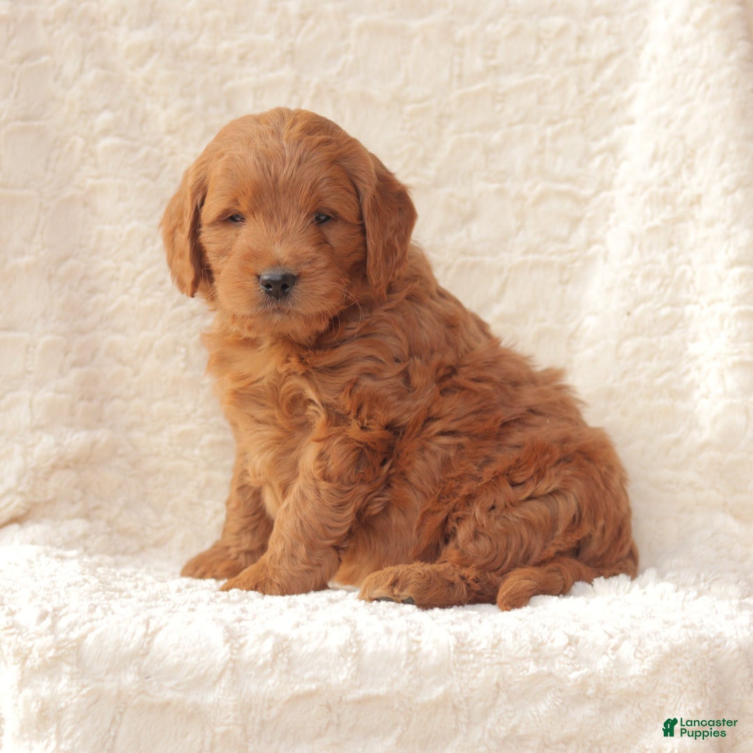Mini Goldendoodle dogs for sale: Champ - Ad 3