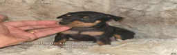 Miniature Pinscher dogs for sale:  Matt black and rust  - Ad 4
