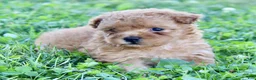Yorkiepoo dogs for sale: Fiona - Ad 4