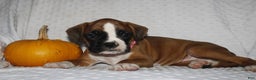 Boxer dogs for sale: Dolly - Ad 3