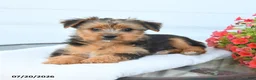 Morkie dogs for sale: Lewis - Ad 5