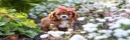 Cavalier King Charles Spaniel dogs for sale: Minnie - Ad 6