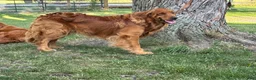 Golden Retriever dogs for sale: Miss Red - Ad 8