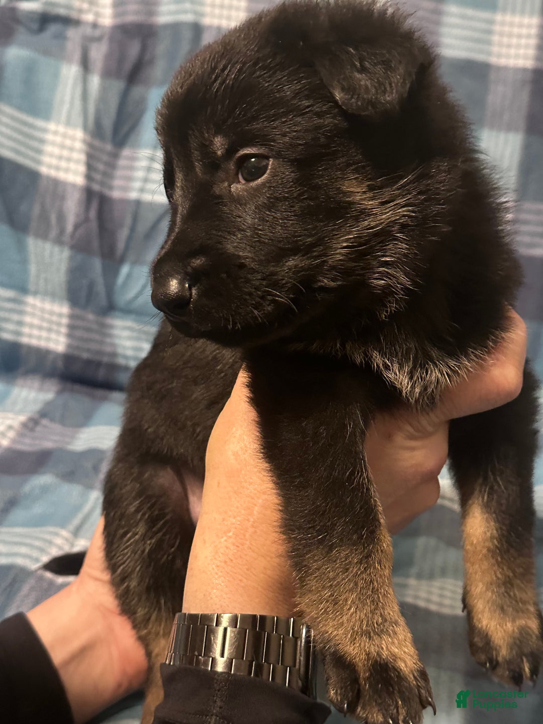 German Shepherd dogs for sale: Gonzo - Ad 4