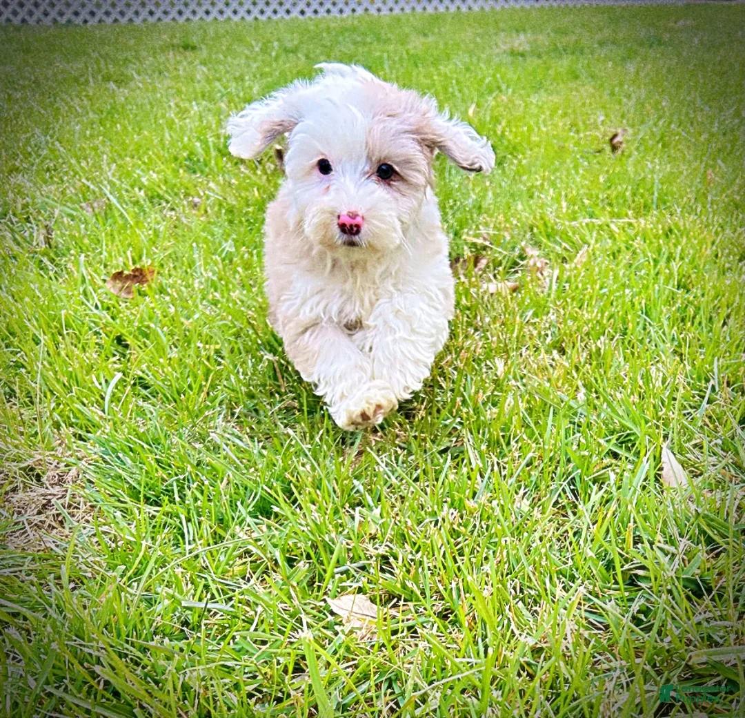 Havapoo dogs for sale: Wiggles - Ad 27