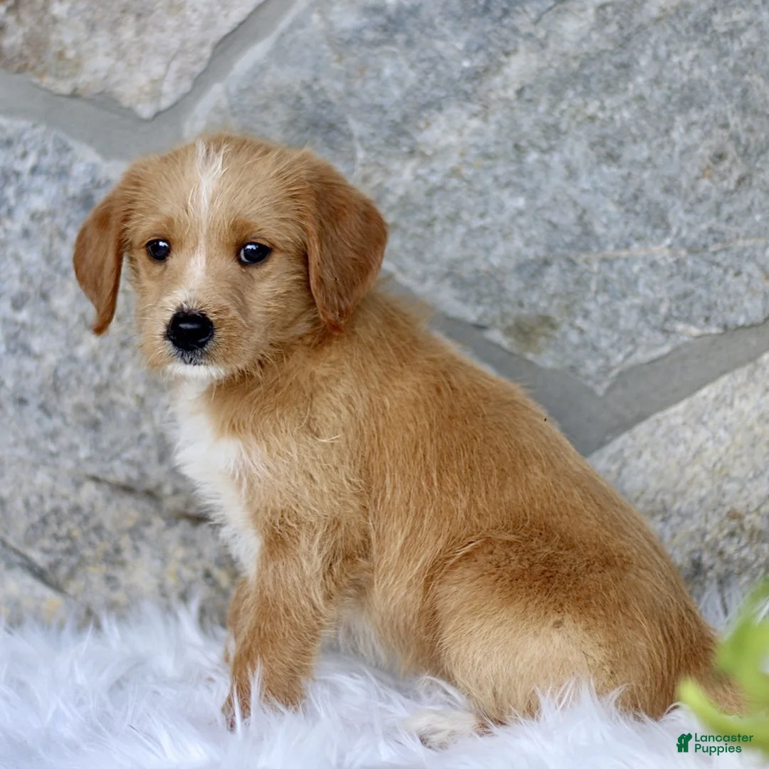 Labradoodle dogs for sale: Cameron  - Ad 2