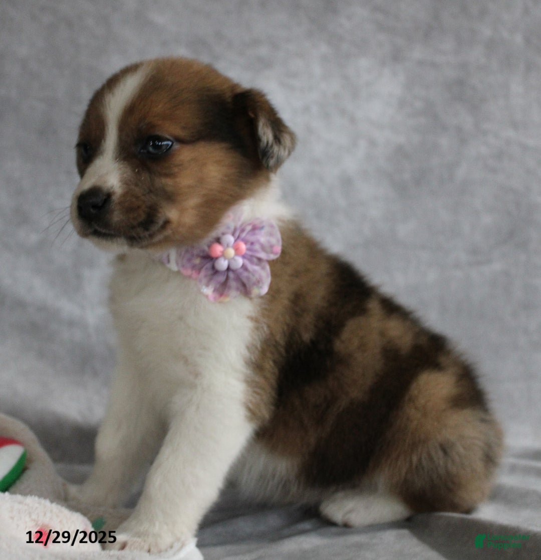 Mixed Breed dogs for sale: Avery - Ad 2