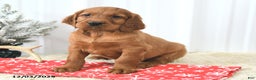 Irish Setter dogs for sale: Beacon - Ad 3