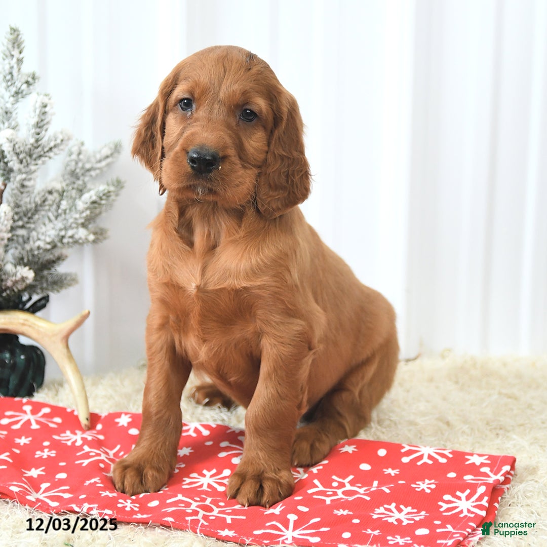 Irish Setter dogs for sale: Beacon - Ad 3