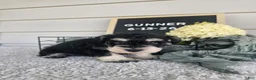 Miniature Schnauzer dogs for sale: Gunner - Ad 4