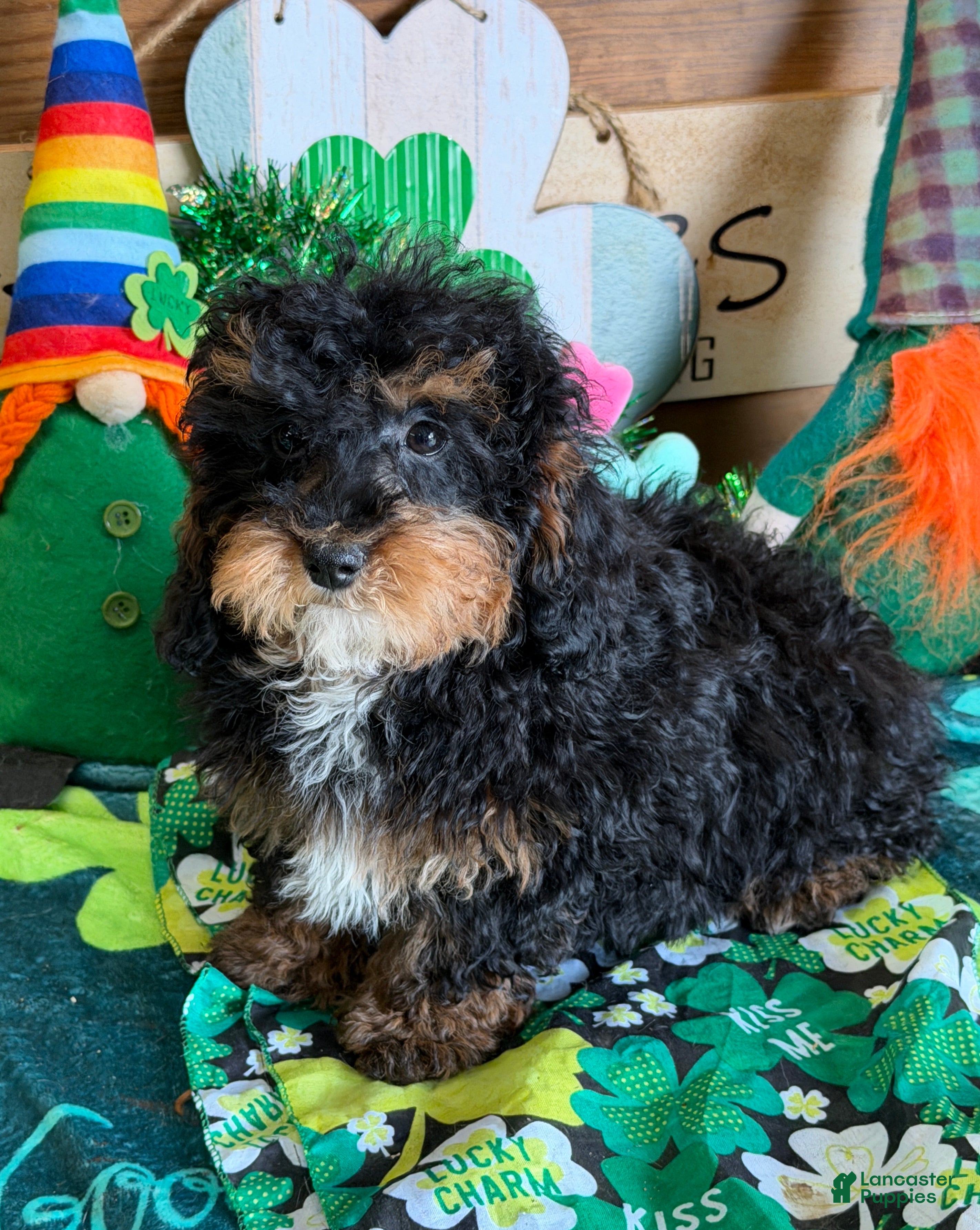 Cockapoo dogs Tessa - Ad 24