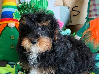 Cockapoo dogs Tessa - Ad 24