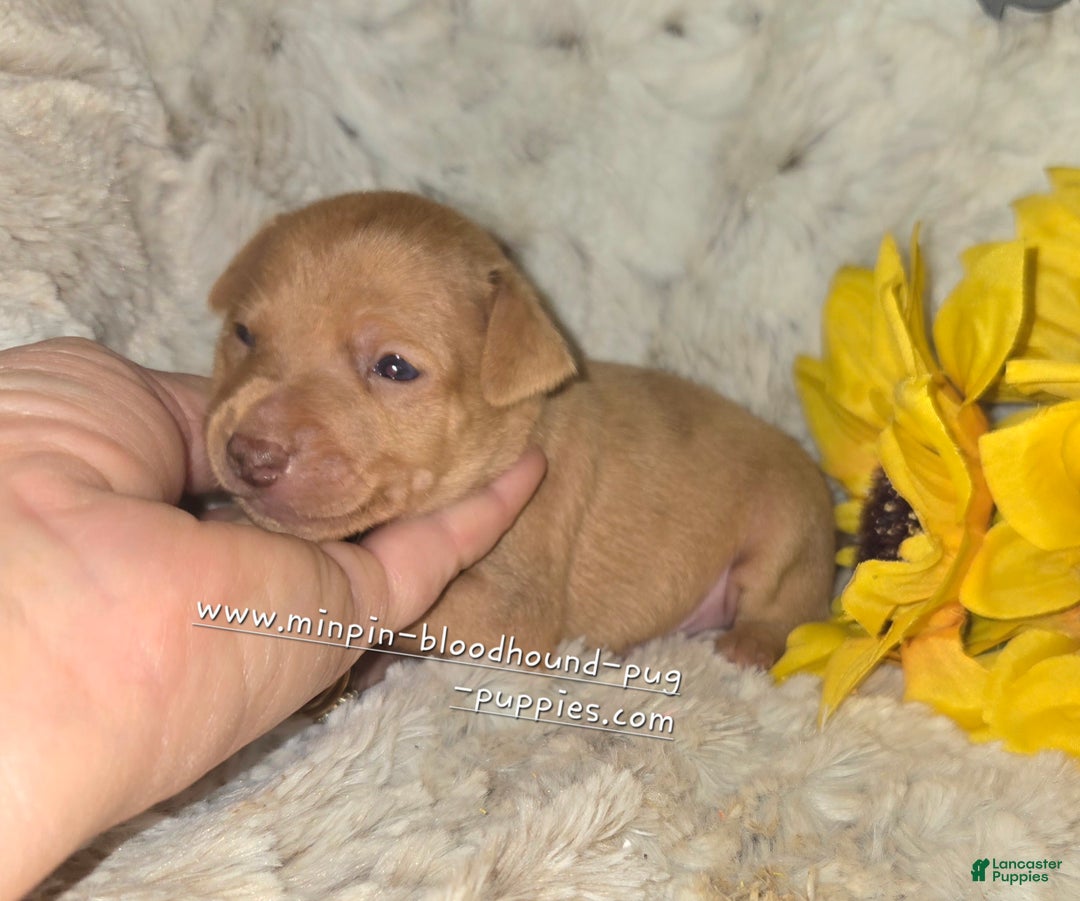 Miniature Pinscher dogs for sale: Dylan, stag chocolate merle - Ad 6