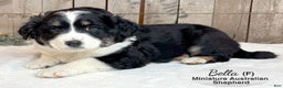 Miniature Australian Shepherd dogs for sale: Bella - Ad 1