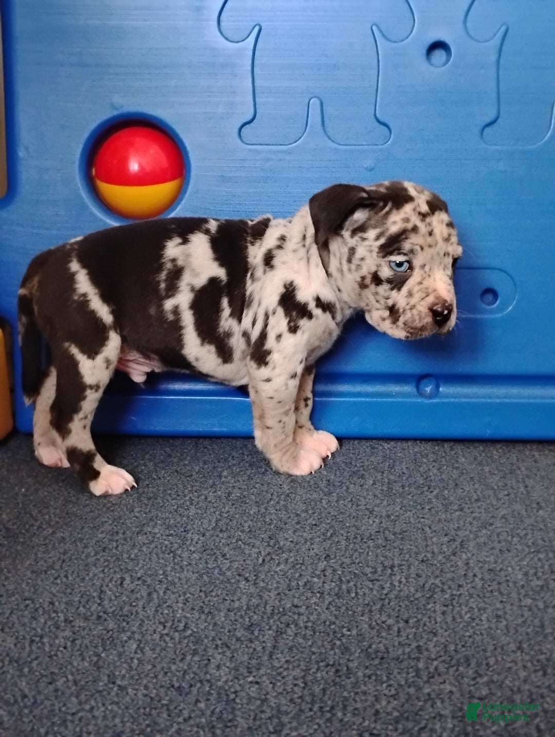 American Bully dogs for sale: KANO - Ad 4