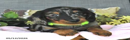 Miniature Dachshund dogs for sale: Kelsie - Ad 3