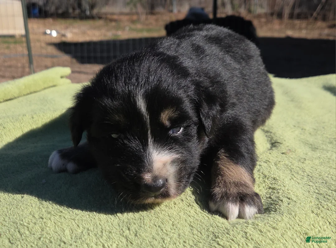Australian Shepherd dogs for sale: Nellie - Ad 2
