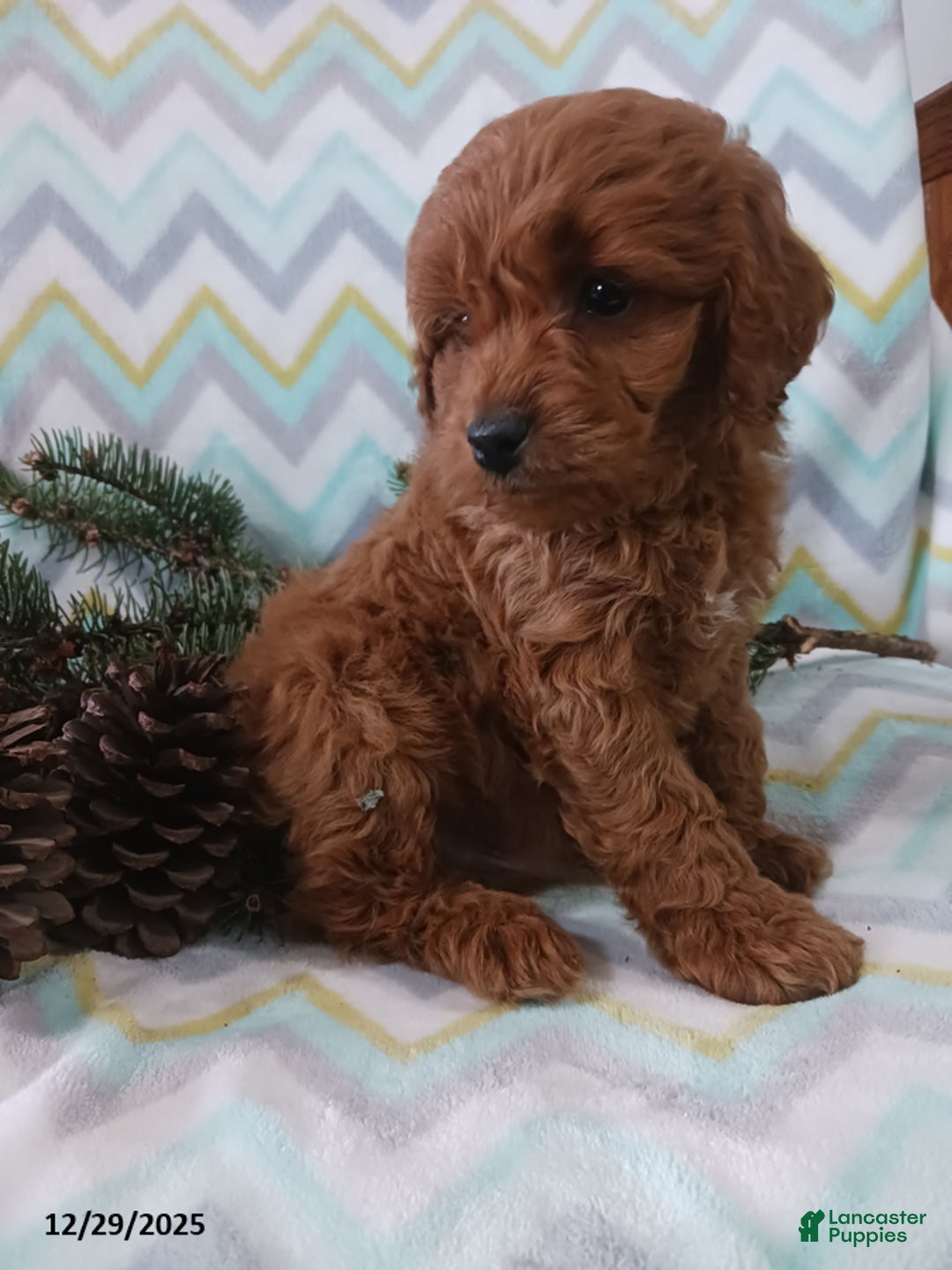 Cockapoo dogs for sale: Donald - Ad 2