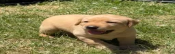 Labrador Retriever dogs for sale: Brown Collar Puppy 2 - Ad 4