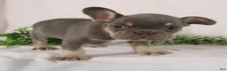 French Bulldog dogs for sale: Leo  - Ad 5