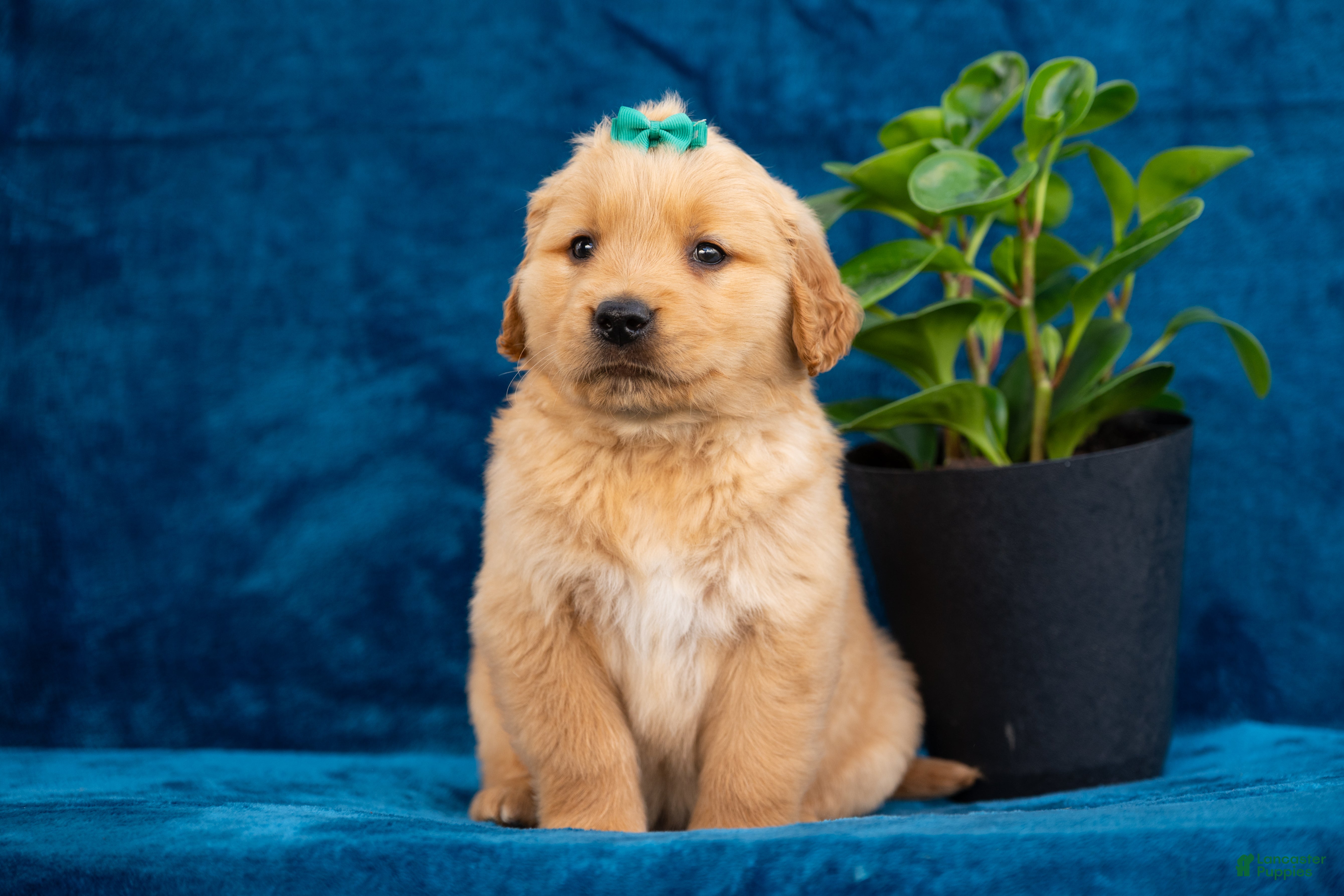 Golden Retriever dogs Theo - Ad 1