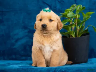 Golden Retriever dogs for sale: Theo - Ad 2